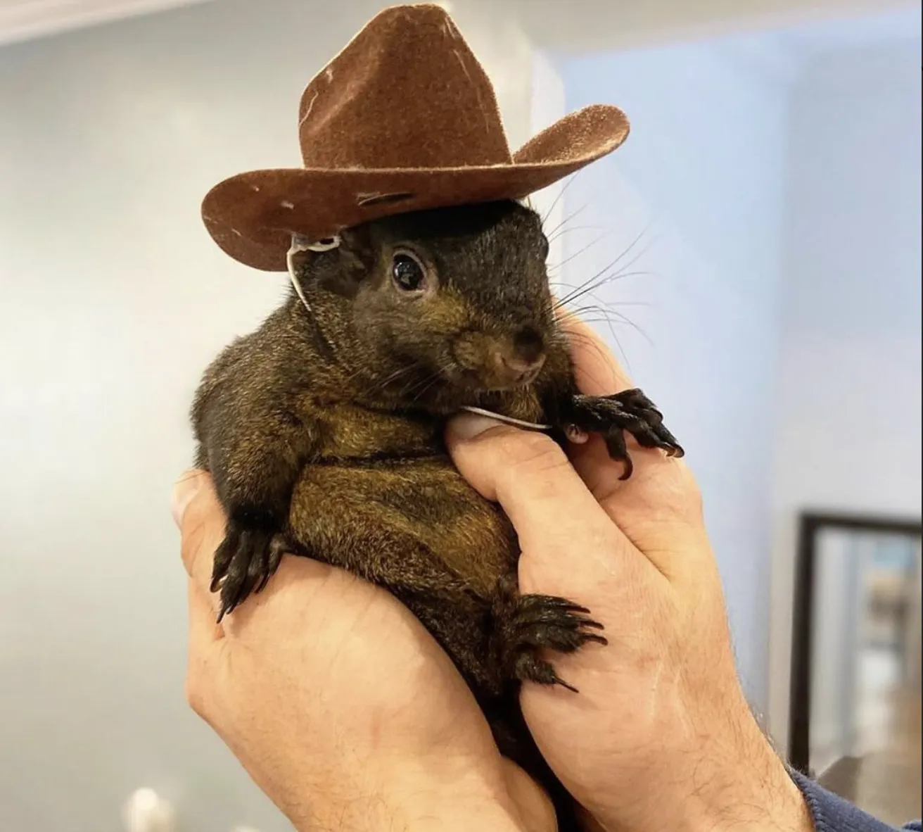 Why social media is going nuts over a squirrel amid the U.S. elections